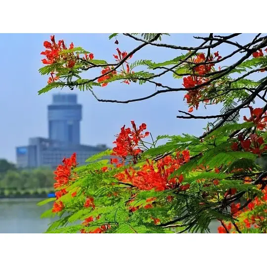 Wie schafft Royal Poinciana atemberaubende tropische Landschaften? Wie schafft Royal Poinciana atemberaubende tropische Landschaften?