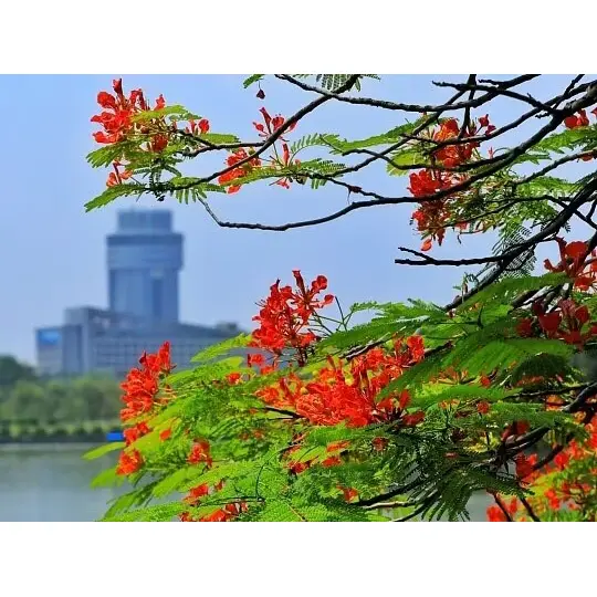 Warum in Containern angebaute Royal Poinciana Liner den Landschaftserfolg maximieren? Warum in Containern angebaute Royal Poinciana Liner den Landschaftserfolg maximieren?