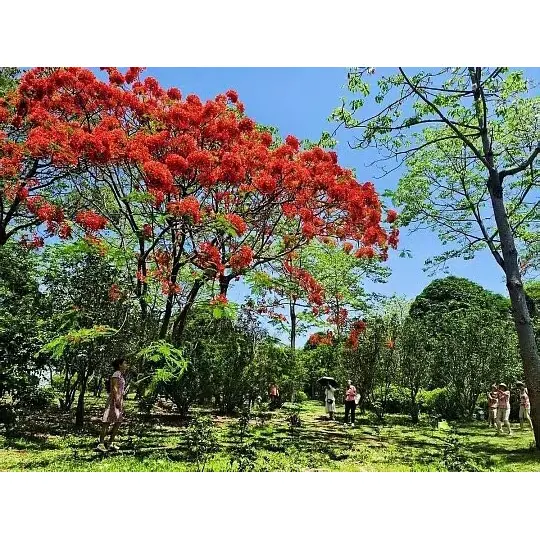 Wie vergrößern eingetopfte Royal Poinciana-Bäume die Marktreichweite für Pflanzengroßhändler? Wie vergrößern eingetopfte Royal Poinciana-Bäume die Marktreichweite für Pflanzengroßhändler?