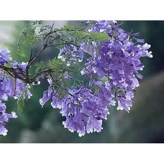 Wie schafft ein Jacaranda-Baum atemberaubende Landschaften und langanhaltende Schönheit? Wie schafft ein Jacaranda-Baum atemberaubende Landschaften und langanhaltende Schönheit?