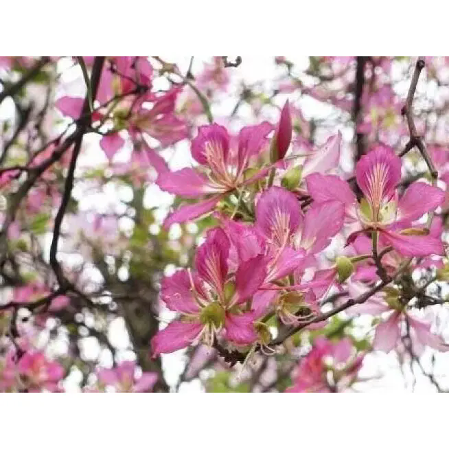 Wie kann ein rosa Orchideenbaum Innen- und Außenräume mit dauerhafter Schönheit verwandeln?