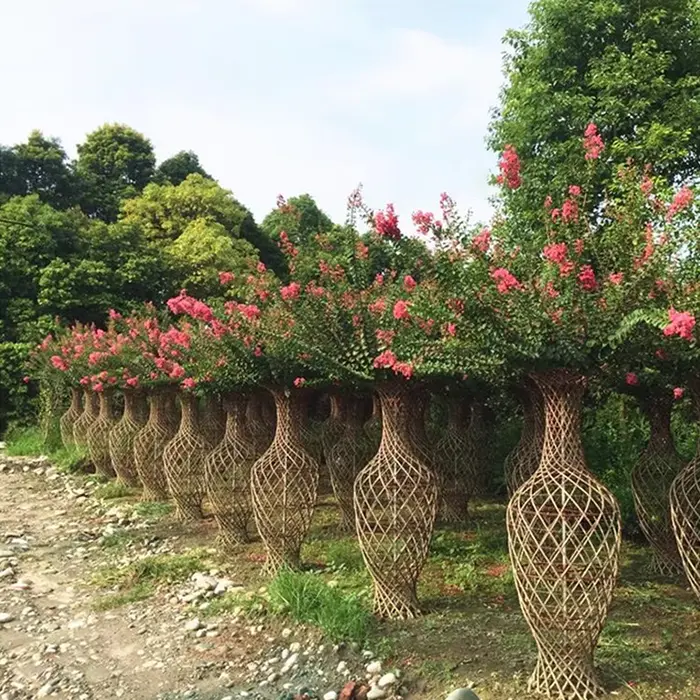 Kreppmyrte-Bonsai-Baum