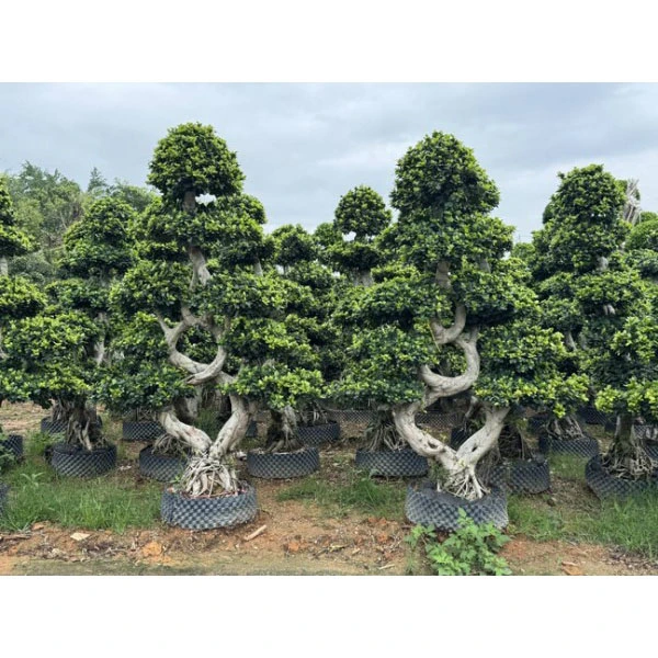 Ficus Microcarpa Bonsai-Baum