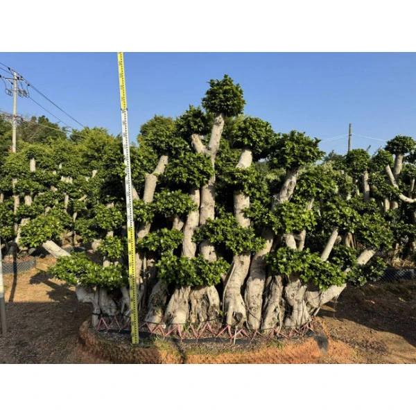 Ficus Microcarpa Bonsai-Baum