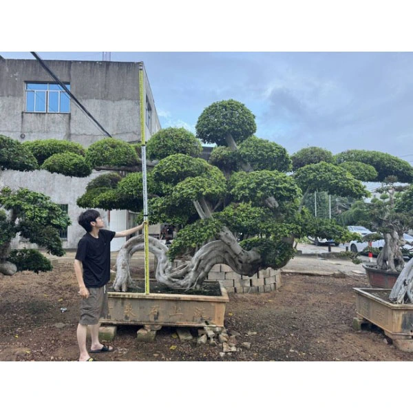Ficus Microcarpa Bonsai-Baum