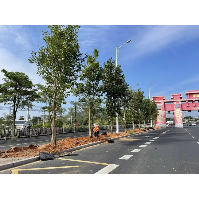 Ficus Religiosa Straßenbäume
