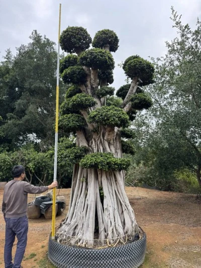 Ficus Microcarpa Street Trees