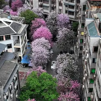 Specimen Pink Orchid Tree