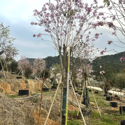 Specimen Pink Orchid Tree