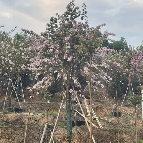 Specimen Pink Orchid Tree