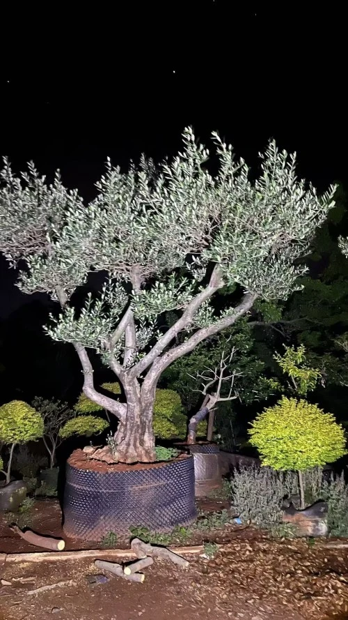 Specimen Olive Tree