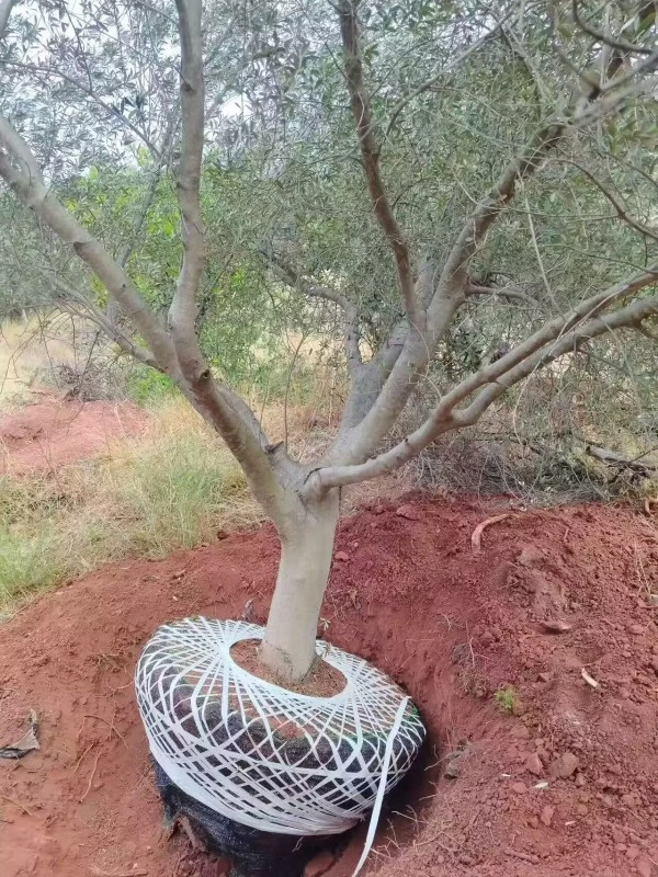 Specimen Olive Tree