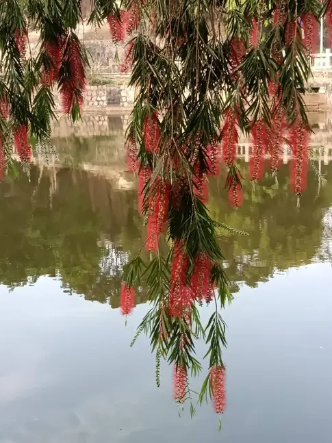 Weeping Bottlebrush Street Trees