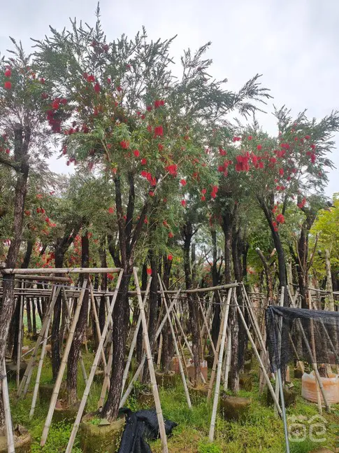 Weeping Bottlebrush Street Trees