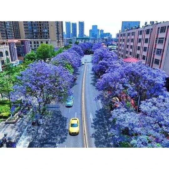 Jacaranda-Bonsai-Baum