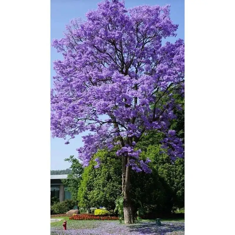 Jacaranda-Baumzwischenlagen