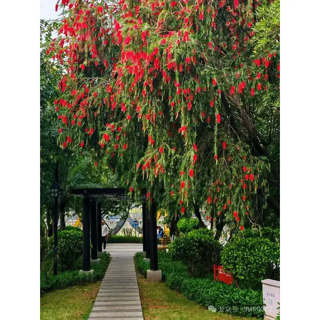 Weinende Bottlebrush-Liner